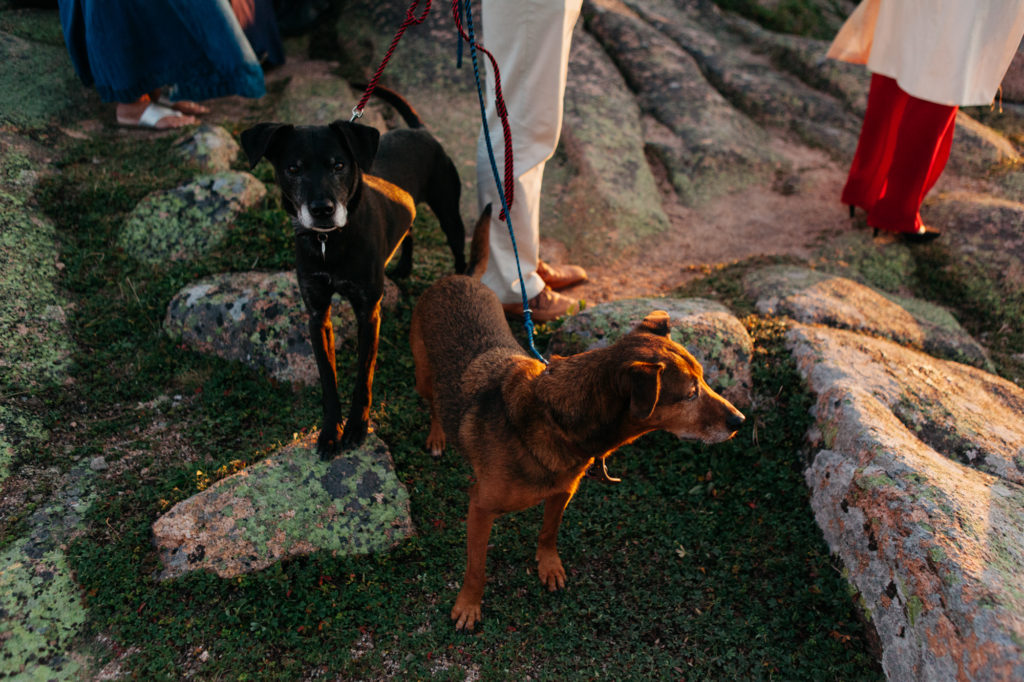 maine destination wedding dogs