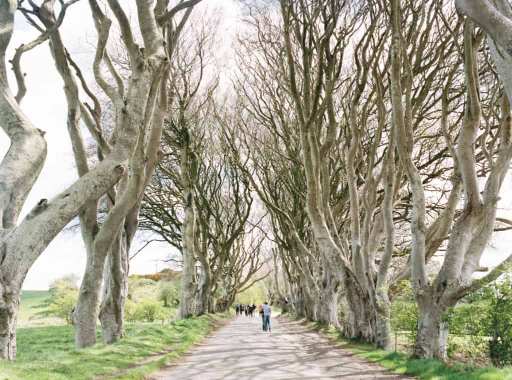 Dark Hedges in Northern Ireland photographed on film by Kate Lamb of Wild in Love Photo