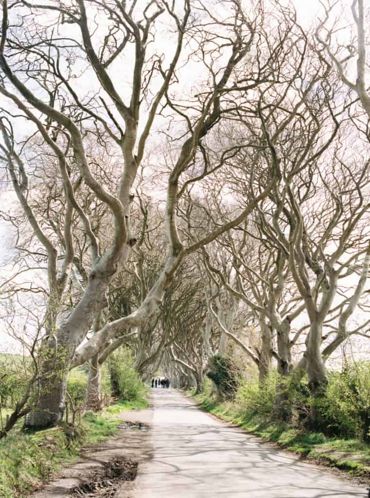 Dark Hedges in Northern Ireland photographed on film by Kate Lamb of Wild in Love Photo