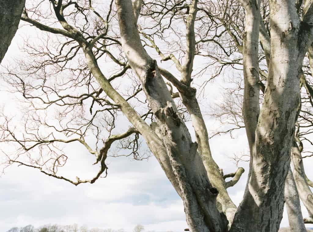 Dark Hedges in Northern Ireland photographed on film by Kate Lamb of Wild in Love Photo
