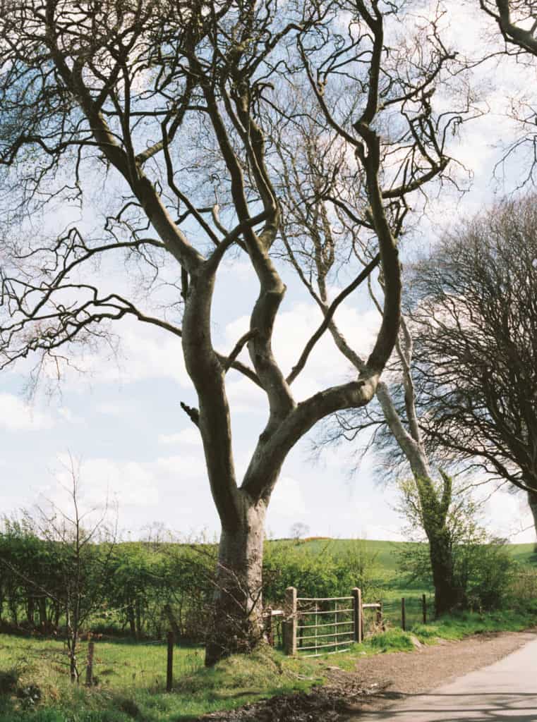 Dark Hedges in Northern Ireland photographed on film by Kate Lamb of Wild in Love Photo