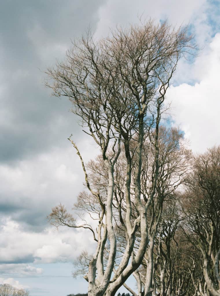 Dark Hedges in Northern Ireland photographed on film by Kate Lamb of Wild in Love Photo