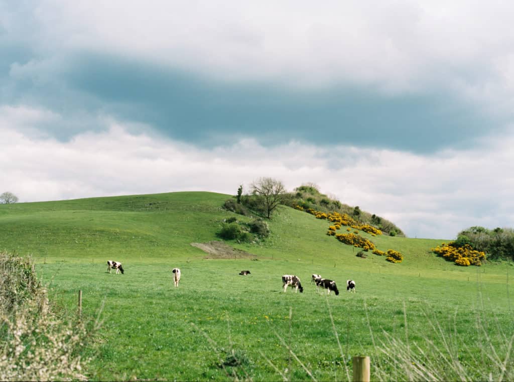 Ireland farmland photographed on film by Kate Lamb of Wild in Love Photo