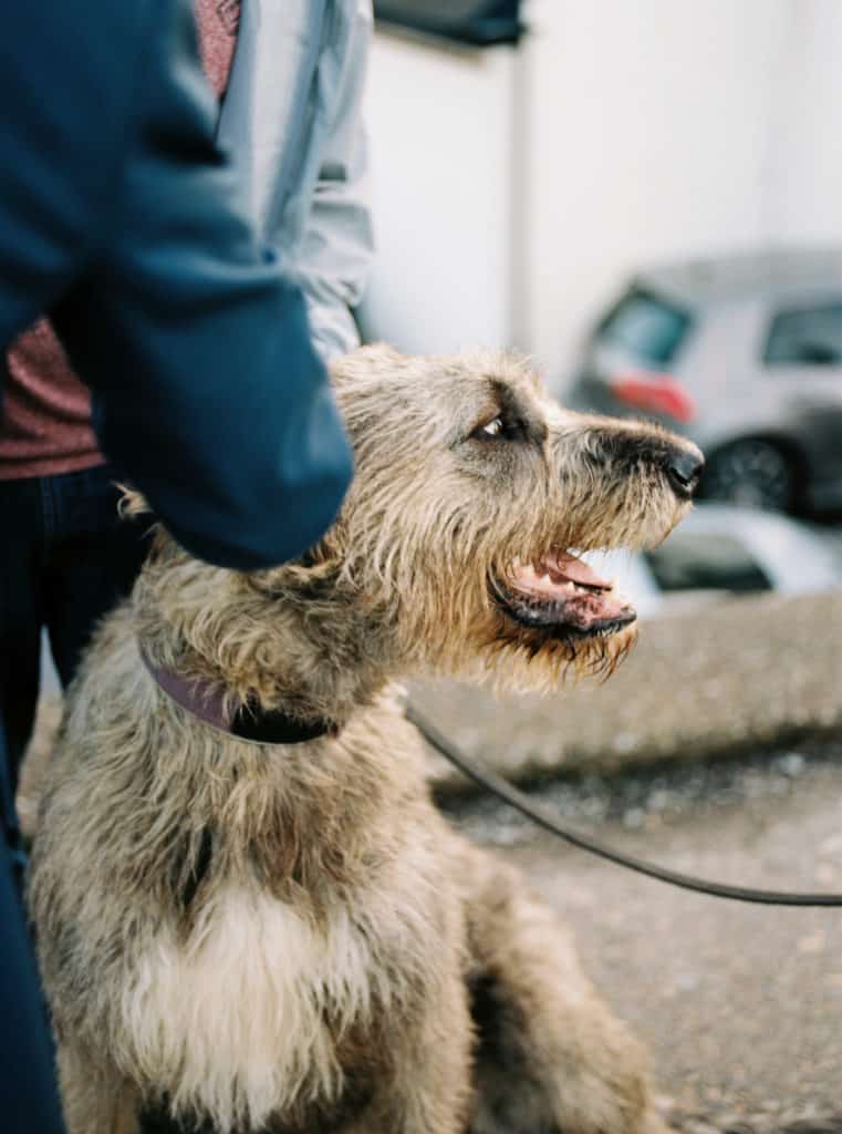 Irish Wolfhound in Ireland photographed on film by Kate Lamb of Wild in Love Photo.