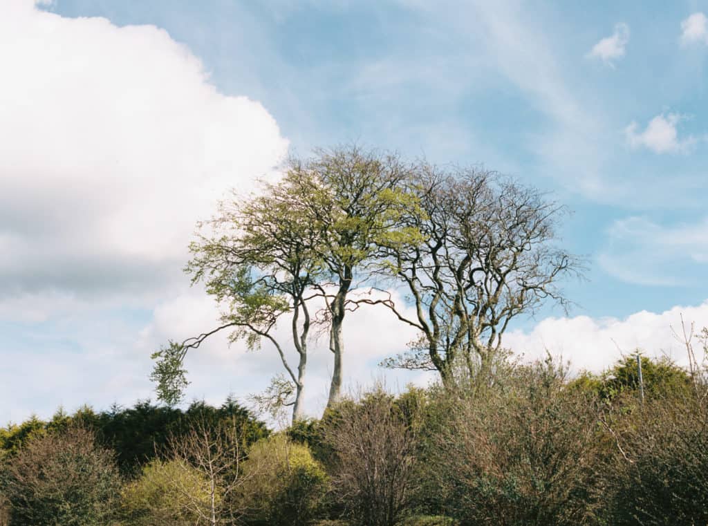 The Dark Hedges in Ballymoney, County Antrim, Northern Ireland photographed on film by Kate Lamb of Wild in Love Photo.